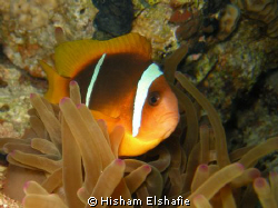 Clown Fish by Hisham Elshafie 
